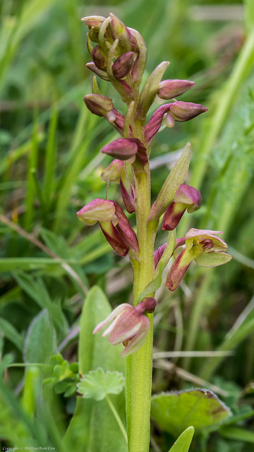 Frog Orchid (Coeloglossum viride) aka (Dactylorhiza viridis)