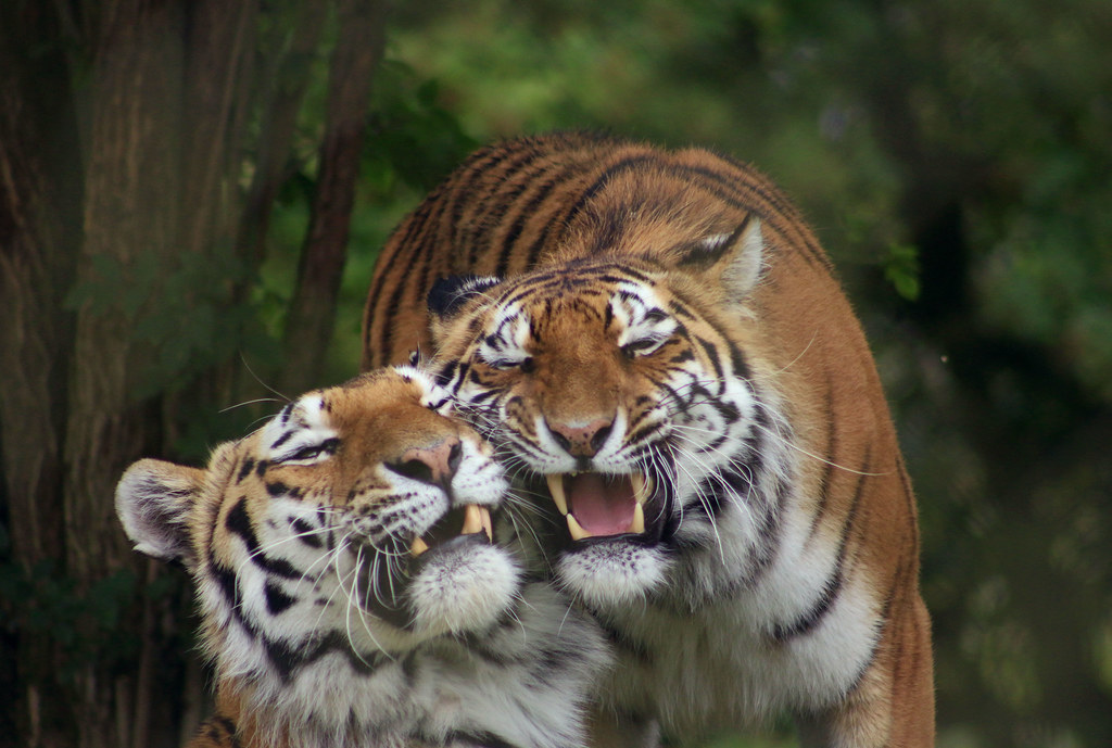 Thats a lot of love right there - Marwell Zoo