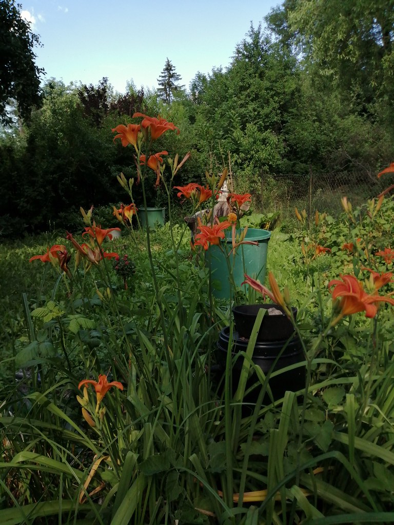 Lilien in unserem Garten +26°Grad Celsius 🌞, 📲Schnappschuss Huawei Kamera