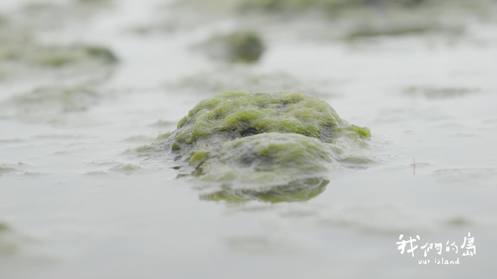 每年11月到隔年4月是海藻生長季節，部落長輩走在潮間帶，撿拾綠色絲絨般的滸苔。