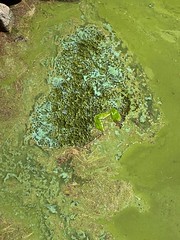 Cyanobacteria 2022