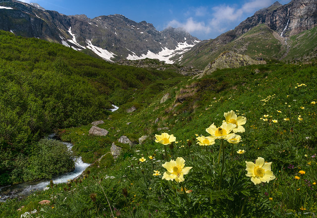 Alpine Splendour