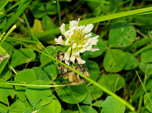 Honeybee Feeding On A Clover Flower 20220628_164359
