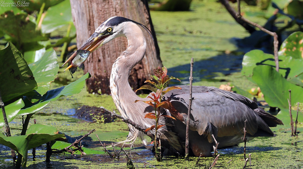 Great Blue Heron with Bluegill