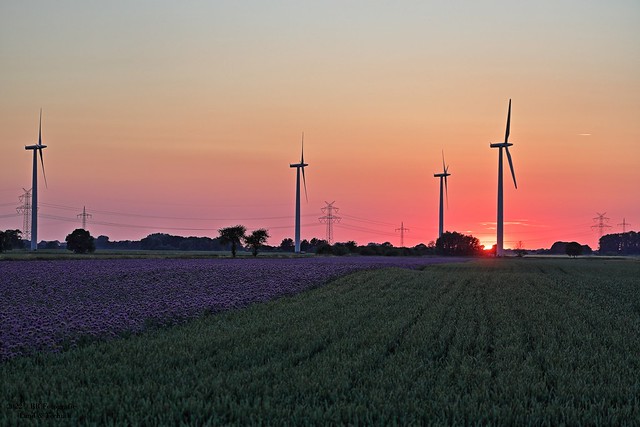 Sonnenuntergang am Windpark von Uetersen