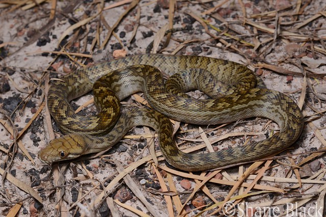Scrub Python (Simalia kinghorni)