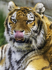Tigress licking nose