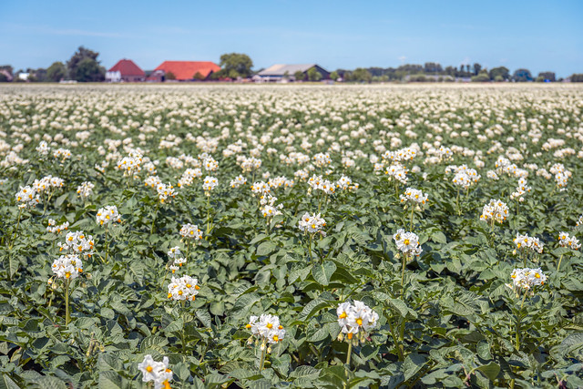 Flowering potato plants in a large field