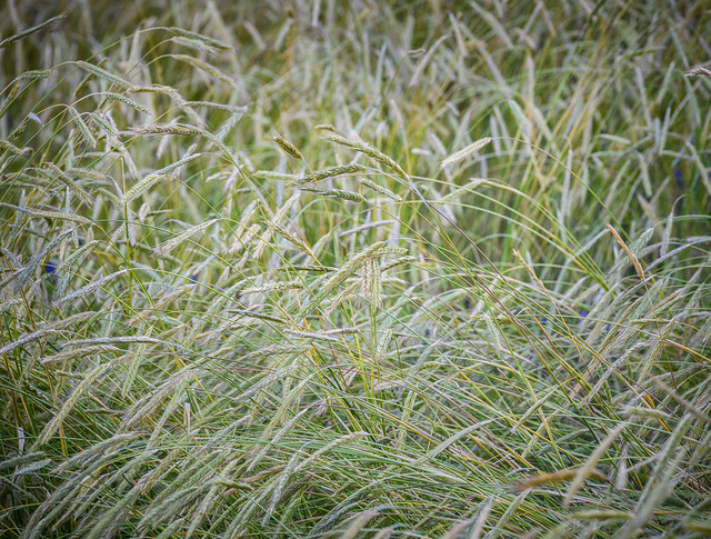 Wheat by the roadside