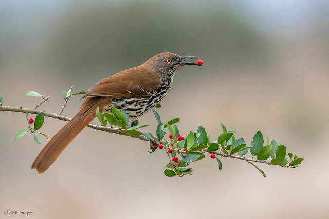 Long-billed Thrasher snags a berry