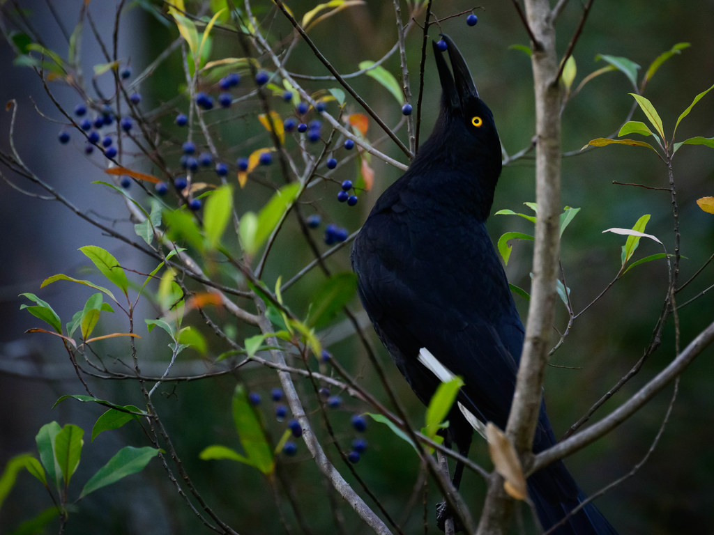 Pied Currawong eating berries