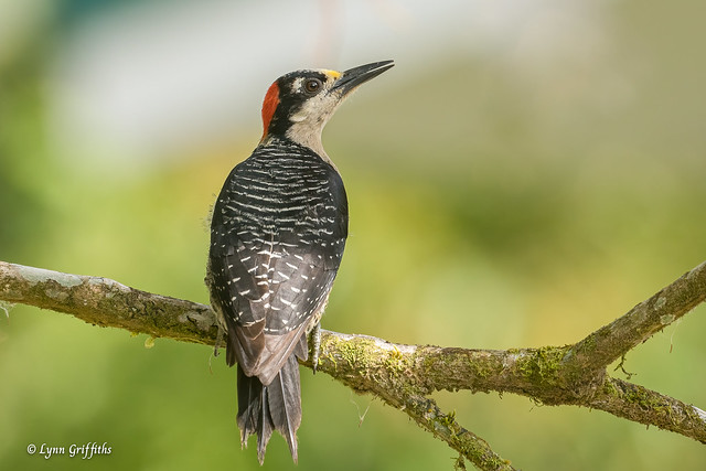 Black-cheeked Woodpecker - Female 503_9194.jpg