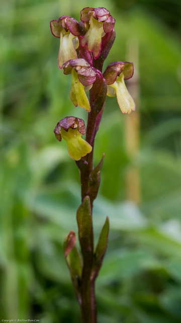 Frog Orchid (Coeloglossum viride) aka (Dactylorhiza viridis)