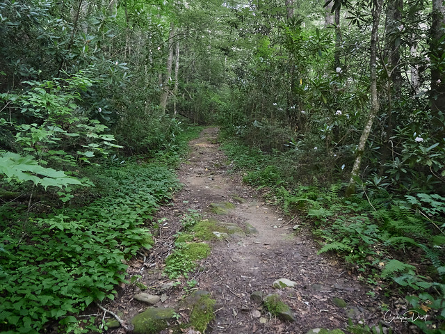 The Snowbird Trail