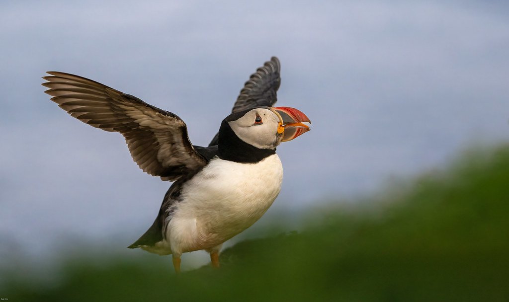 Puffin exercises!