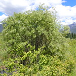 Salix geyeriana - Geyer willow Geyer willow is abundant in the meadow along the outlet of Bull Lake, Sanders County, Montana.