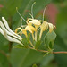 Gartengeißblatt (Lonicera caprifolium) (1)