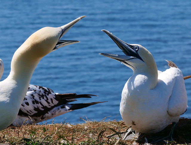 Basstölpel im Streit - gannets argue
