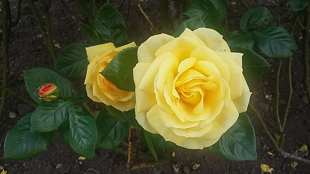 Roses, Kelvingrove Park, Glasgow, May 2022