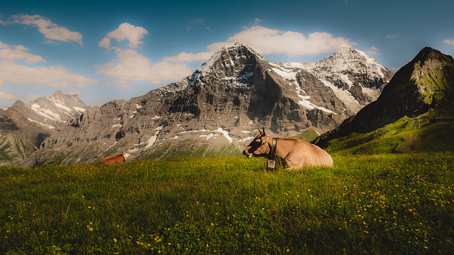 Cows in front of the Eiger Nordwand