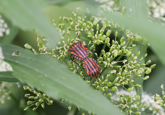 Stribetæge (Striped bug / Graphosoma italicum)
