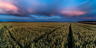 Champs de blé dans la Broye