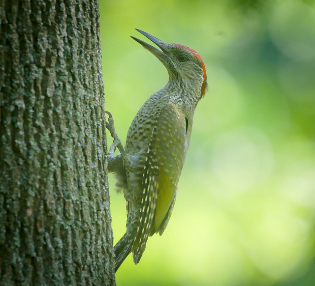 Miss Green woodpecker
