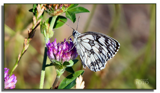 (in Explore) Schachbrettfalter (Melanargia galathea) an Kleeblüte - Checkerboard butterfly on clover blossom