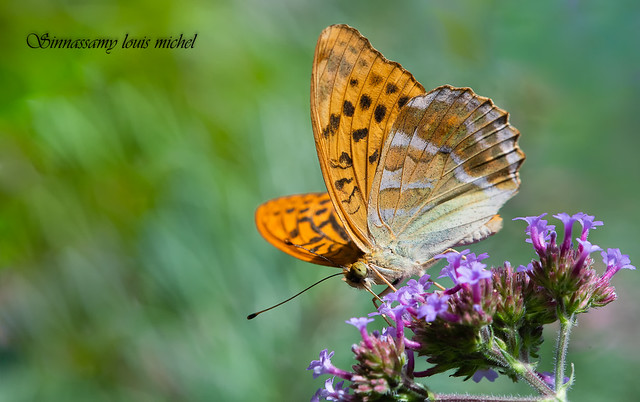 Silver-washed fritillary / Tabac d'espagne