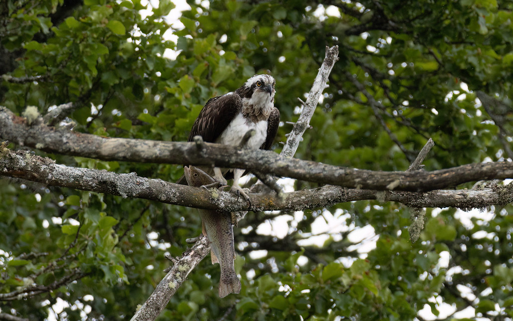 The ospreys at Kincraig #3 of 5