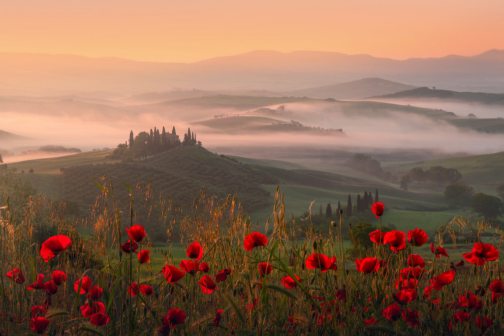 Poppies in Tuscany