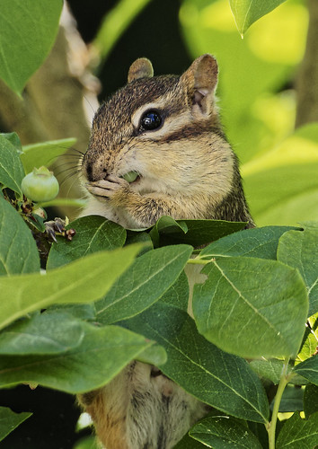 Chipmunk eating a blueberry
