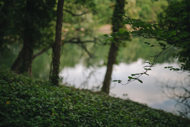 Thin branch in focus and a lake and trees in blurry background