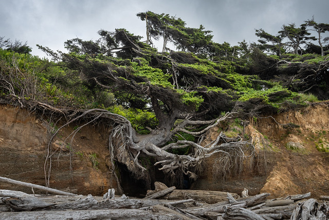 Tree of Life, Olympic National Park