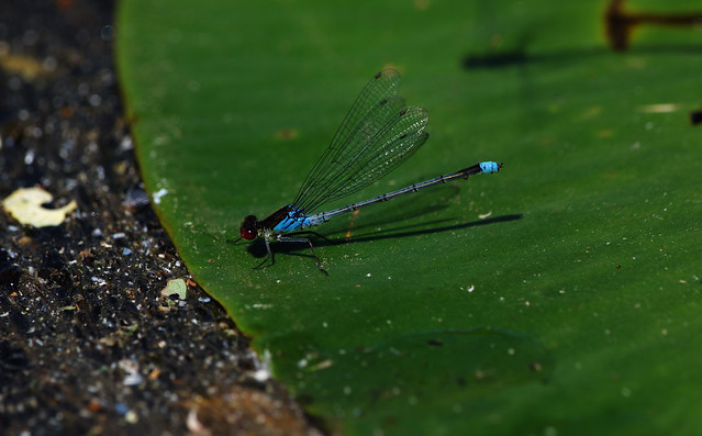 Large Red-eyed Damselfly - Epping Forest Connaught Water