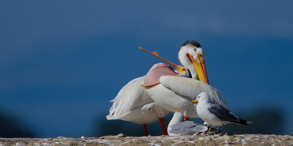 American White Pelicans look how wide I can open….. see me fold my mouth inside out
