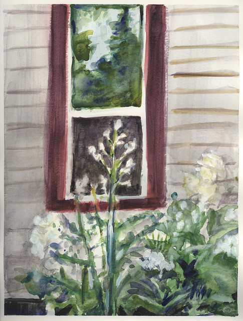 Tall Meadow Rue & Window Reflection