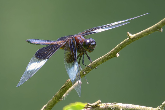 20220629_Male Widow Skimmer Dragonfly_Iron Lake_8258pr