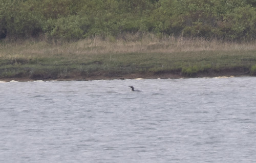 Extremely distant Arctic Loon