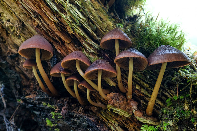 Nina Valley fungi