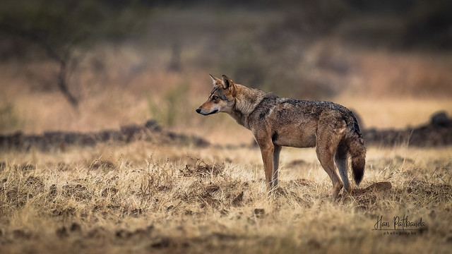 An Indian Grey Wolf in the grasslands