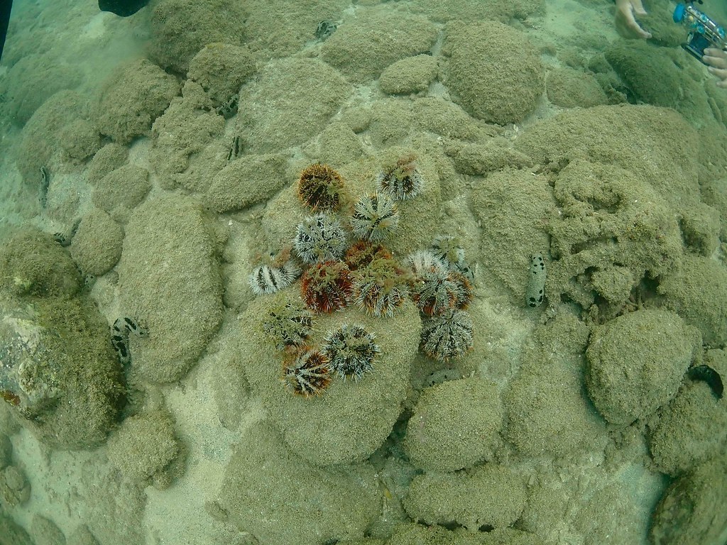 馬糞海膽在珊瑚礁生態系中扮演相當重要的角色。圖片來源：澎湖海洋公民基金提供