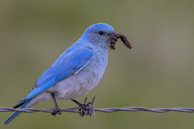 Caterpillar For Breakfast - Male Mountain Bluebird