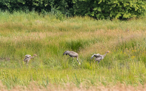 Common crane - Grus grus - Kraanvogel