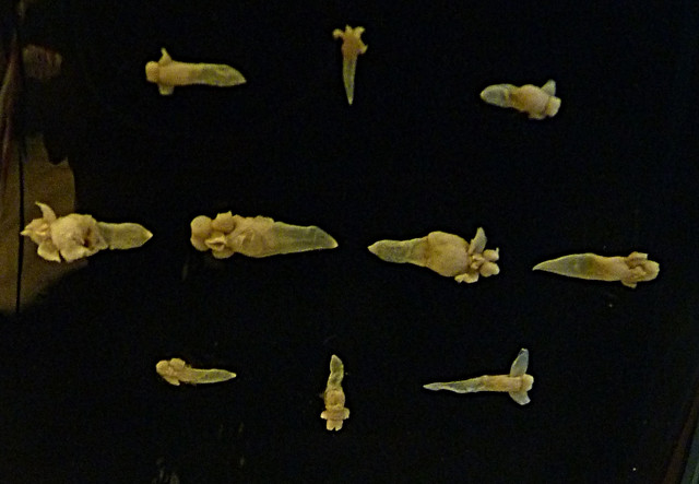 Clione limacina 1 (10-9-21 Naturhistorische Museum Wien)