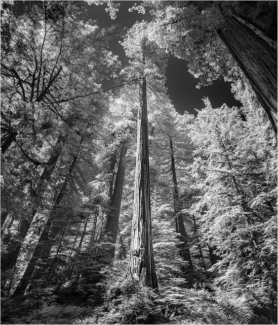 Infrared panorama of towering redwood trees.