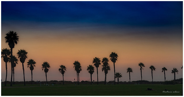 Puesta de sol entre palmeras //Sunset between palm trees