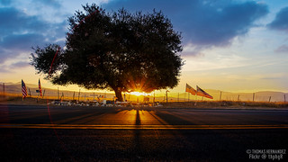 Patriot Tree