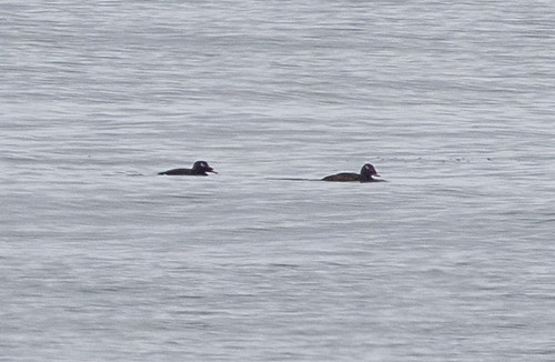 Possible Stejneger's Scoter (left) at a great distance.