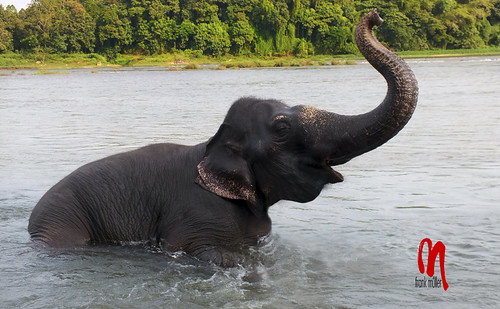 Phot.India.Kerala.Kodanand.Elephant.01.100611.0007.jpg by frankartculinary, India, Kerala or Kēraḷam, Kodanand
The Indian elephant is one of three extant recognised subspecies